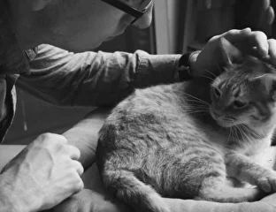 Save Time Mobile Vet Yerevan