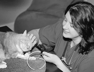 Stress-Free Vet Visit Yerevan