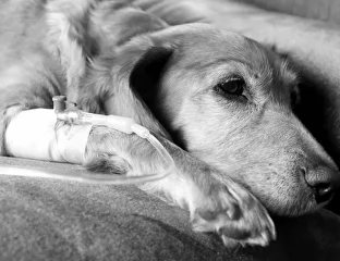 Emergency Vet Yerevan