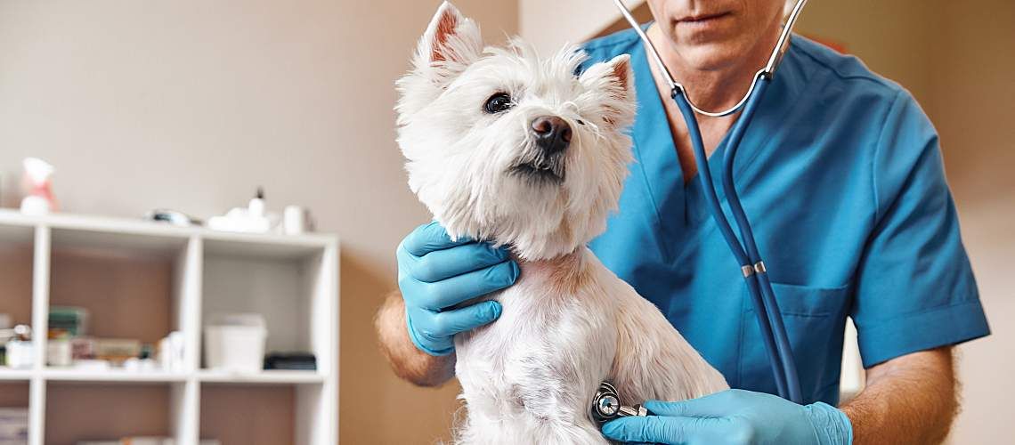 Mobile Veterinarian House Call Yerevan Armenia